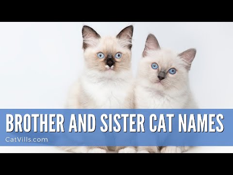 BROTHER AND SISTER CAT NAMES