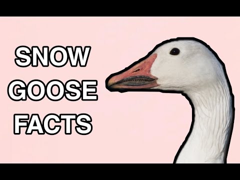 Snow Goose Facts - Wild Waterfowl!