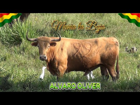 MARIA LA BAJA 2025 Toros de la Ganaderia la Valentina de Alvaro Oliver |