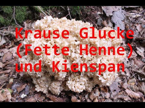 Krause Glucke (Fette Henne) und Kiespan - Pilze und mehr - Bushcraft - Survival