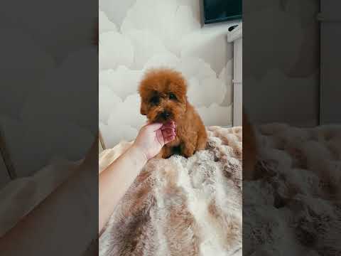 Perros Caniche Toy en venta