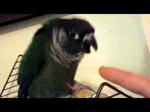What is wrong with my Green cheek conure?