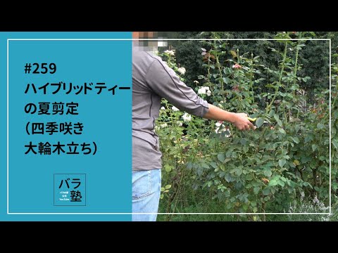 ハイブリッドローズ「セントゴールド」 植物