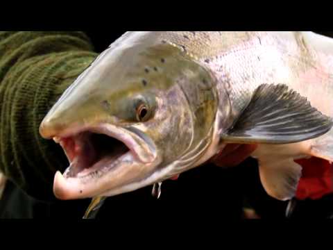 Fly Fishing the Midfjardará River in Iceland for Atlantic Salmon