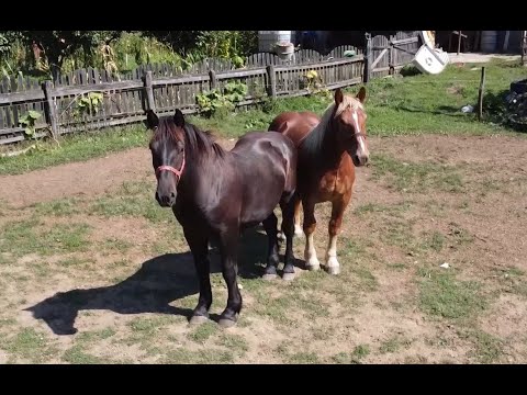 Manjii domnului Tica de la Cugir, Alba - 2020 Nou!!!