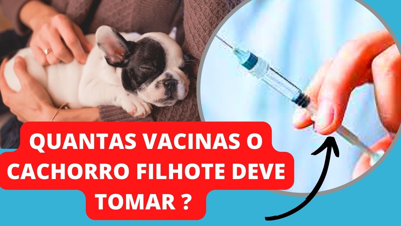 VACINAR CACHORRO COM VACINAS DIFERENTES Nacional e Importada - Filhote Saudável