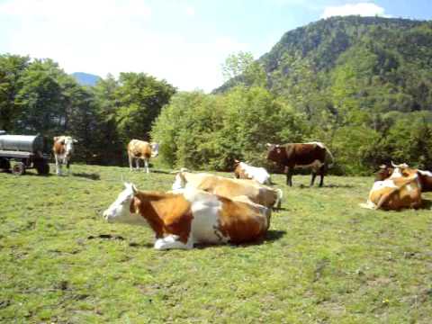 Michkühe auf der Wiese