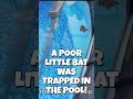 Bat Rescue A Tiny Bat Was Trapped In The Pool This Morning A Quick Rescue Ramp Was Provided