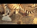 Tiger Poops
