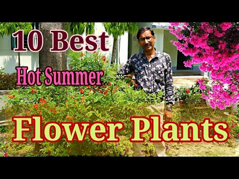 download lagu mp3 mp4 Bushes That Grow In Full Sun, download lagu Bushes That Grow In Full Sun gratis, unduh video klip Bushes That Grow In Full Sun