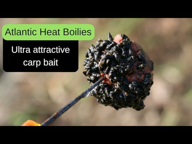 Carp Fishing - Atlantic Heat freezer boilies