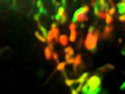 Meghido - Dzikie wino (Marek Grechuta cover) - Live in Nowy Sącz (Klub Maska)