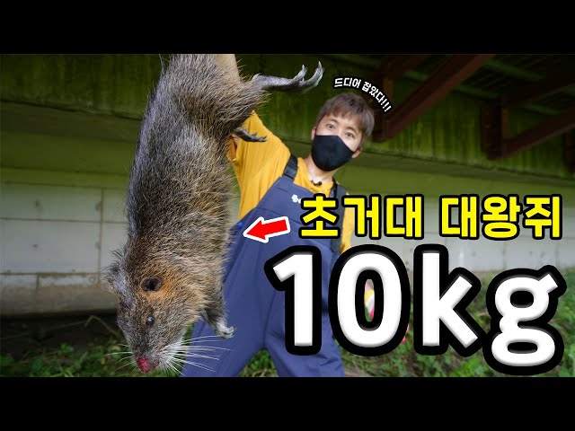 הגיית וידאו של 종 בשנת קוריאני