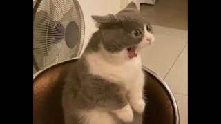 Cover art for Flandre's Theme (U.N. Owen Was Her ?)