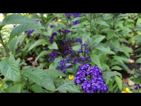 Heliotropium Arborescens