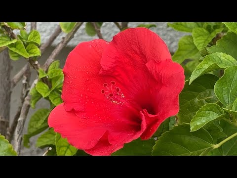 Gentle Rainfall to Calm your mind and Soothe your soul