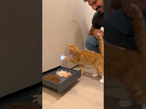 I Built A Smart Home For My Orange Kitten 🐱🏠 #kitten #smartpet #usa