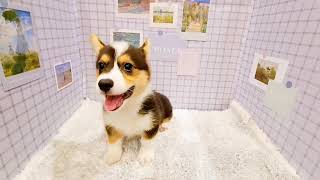 コーギーの動画01
