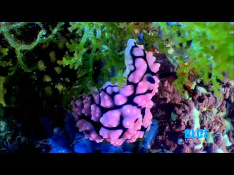 BLUE Ocean Film Festival - Debbie Kinder on the Festival - YouTube