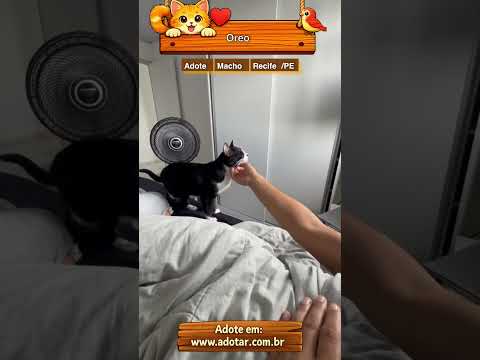 Vídeo de Oreo 