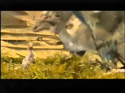 Velociraptor Tribute