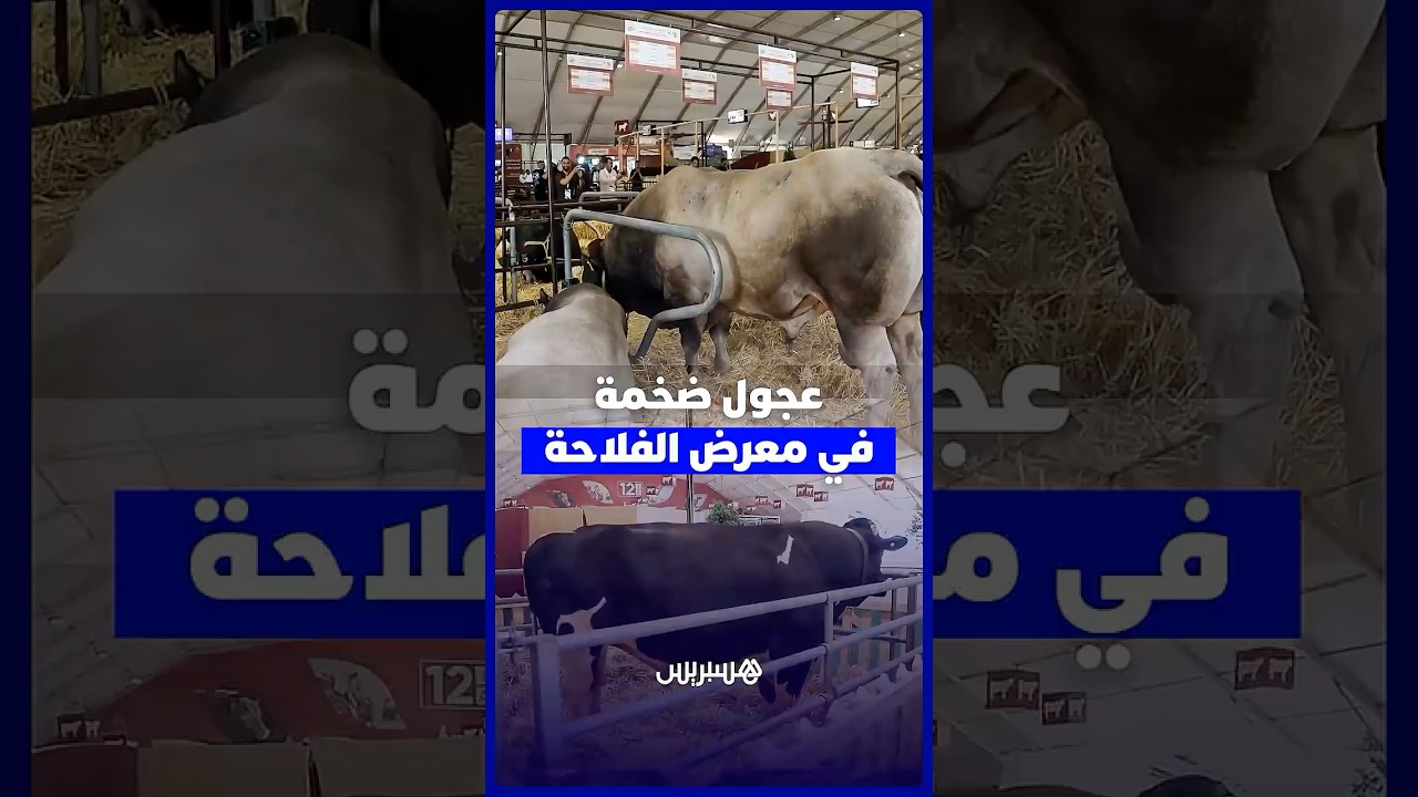بعضها يناهز طنين .. عجول ضخمة تؤثث معرض الفلاحة الدولي في مكناس thumbnail