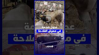 بعضها يناهز طنين .. عجول ضخمة تؤثث معرض الفلاحة الدولي في مكناس thumbnail