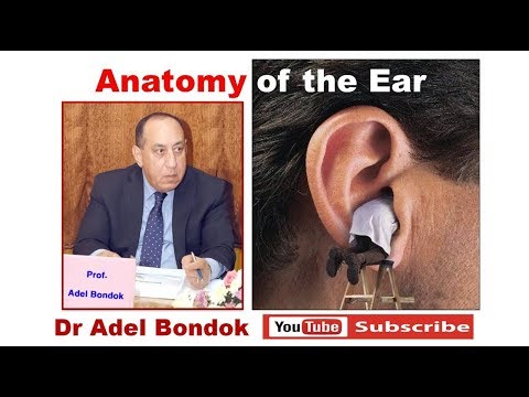 Anatomy of the Ear,  Dr Adel Bondok