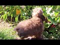 Yorkiepoo dogs for sale: Posie - Video 2