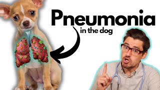 Pneumonia in the Dog: Symptoms, Diagnosis, and Treatment