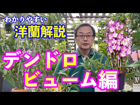 Veratrum virideについて詳しく解説