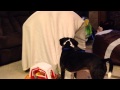 Gage And Barney Playing Ball