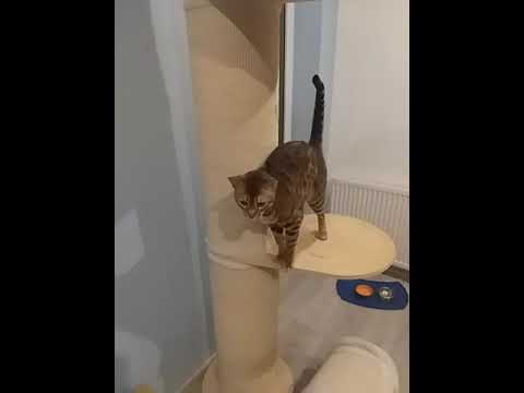 Bengal Cat noise