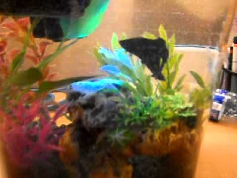 My happy betta fish in his new 3.5 gallon tank!