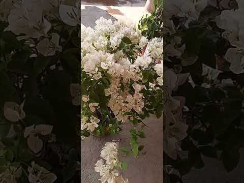 Bougainvillea Flood Flowing .Id "Subhra"