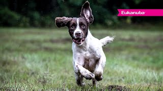 TODD AGNEW, Craney Hill Kennel, Premium Performance - Full