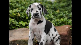 Video preview image #1 Great Dane Puppy For Sale in LITITZ, PA, USA
