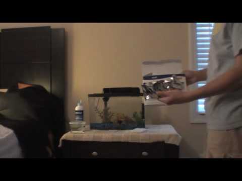 How to setup a betta tank