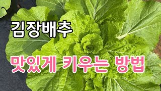 김장배추 친환경으로 웃거름 주는 방법