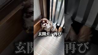 犬のHSP #チワワ #犬 #犬のいる生活 #かわいい犬 #泣く犬 #敏感な犬#hsp