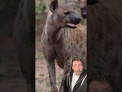 The Hyena is TERRIFYING