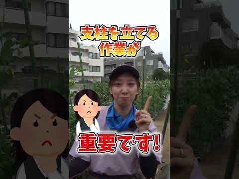 室内で苗を植え始める時期はいつですか?美しい野菜をどうやって食べるか？  庭園