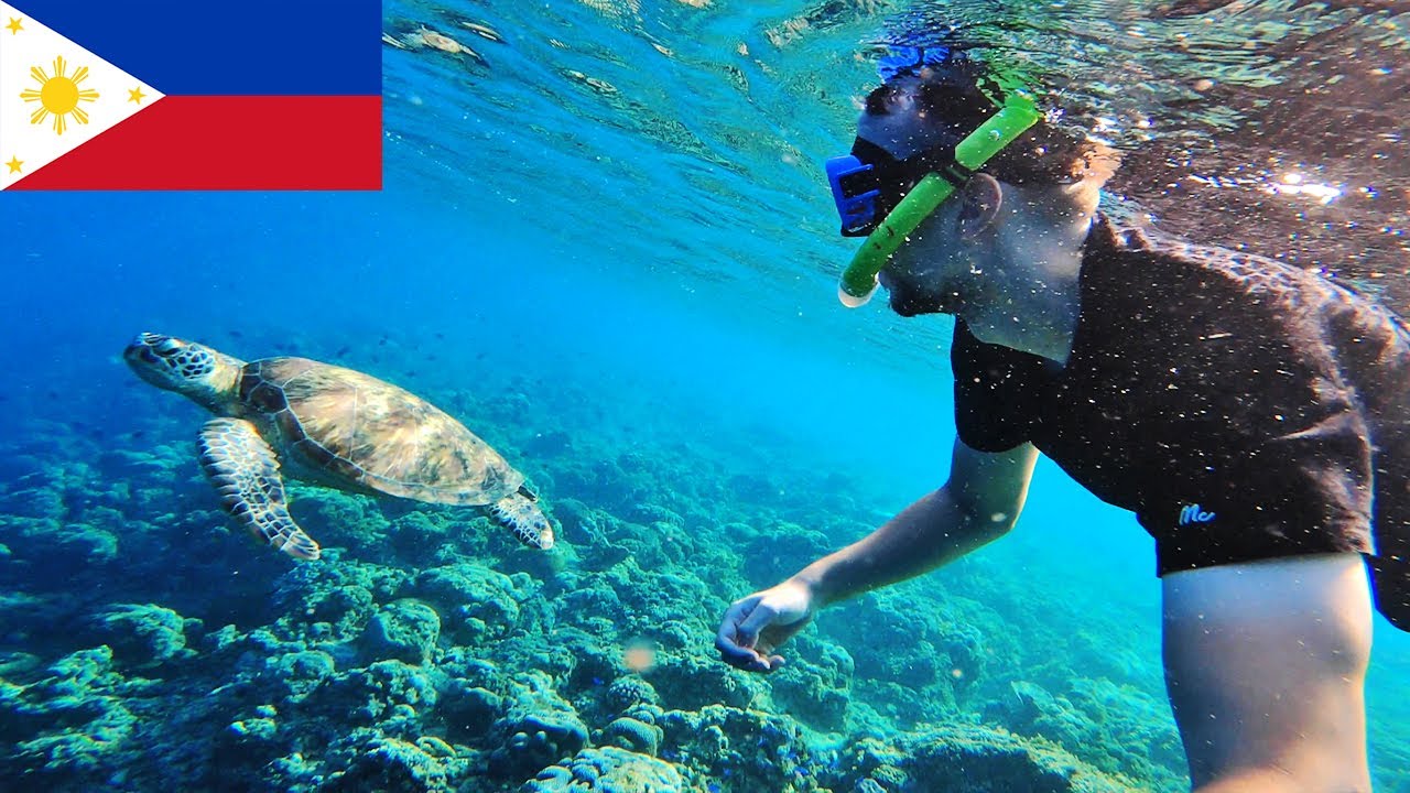 Experience the magic of Moalboal’s Sardine Run like you’re there.