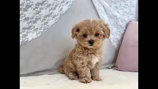 ハーフ犬の動画01