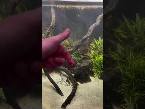 30 PIRANHA VS!!! (HUMANO)