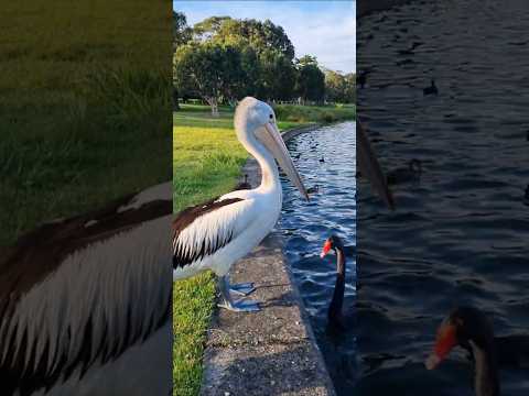 Why Pelicans are the Weirdest Birds #pelican #ducks #park