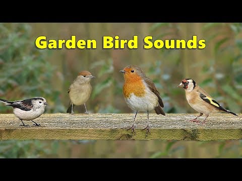 Garden Bird Sounds Spectacular - 8 HOURS ✅