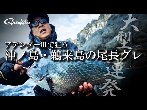 【G WORLD #46】サイトフィッシングで攻略する沖ノ島・鵜来島の尾長グレ (59.7cm、54.5cm、51cm)