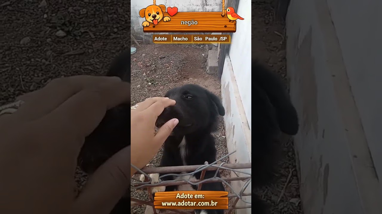 Cachorro raça SRD-ViraLata idade 7 a 11 meses nome negão