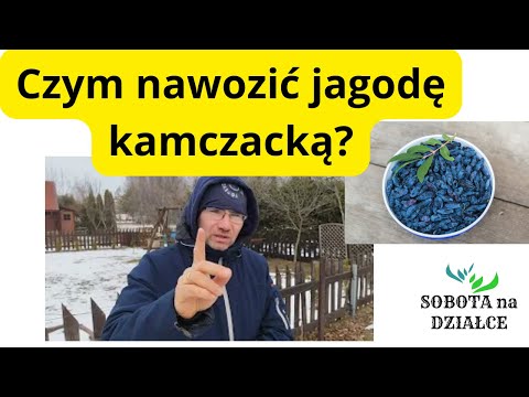 How to fertilize haskap berries?